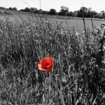 "A Plougman's Tale" by Robert-John Edwards & Fraser Graham